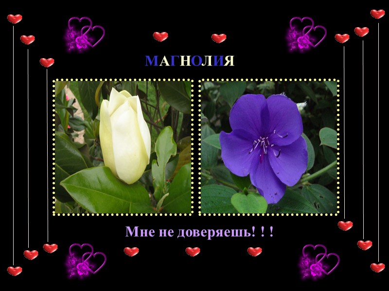 МАГНОЛИЯ Мне не доверяешь! ! !